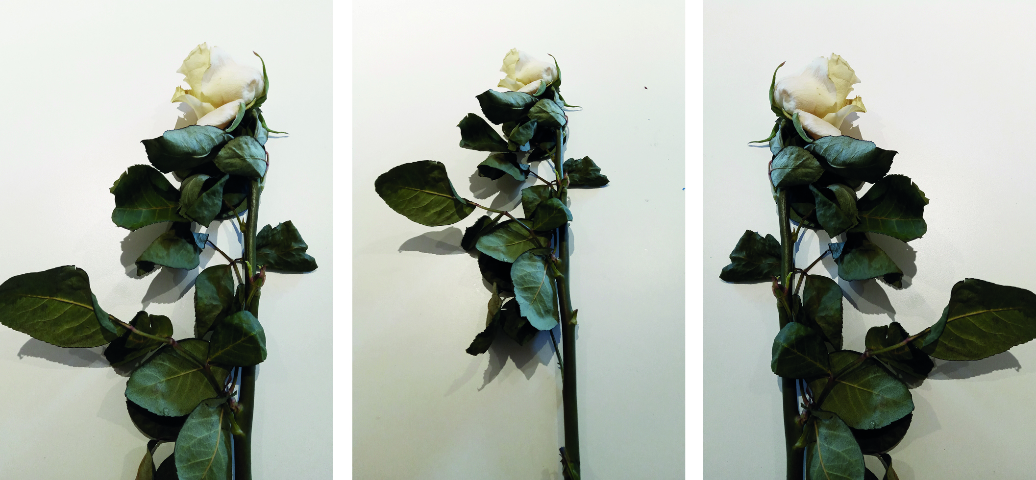 Triptych of Vulnerabilities